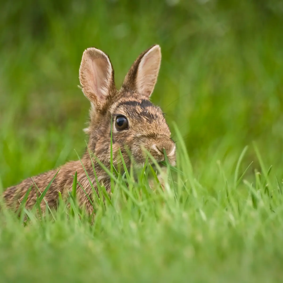 LAPIN de garenne - bretagne