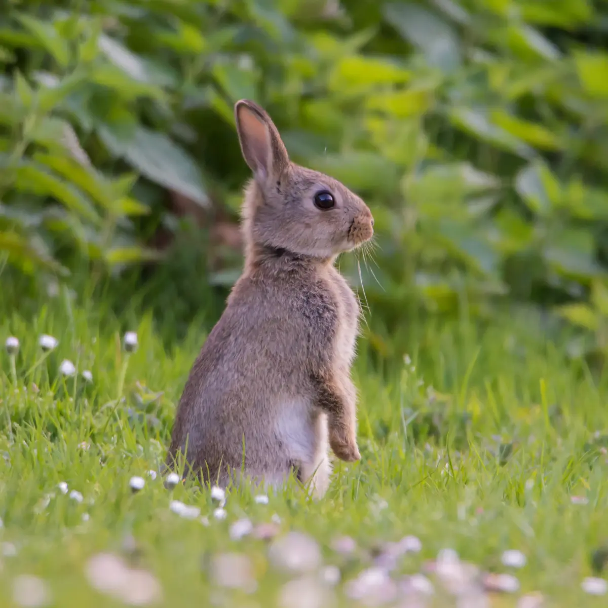 LAPIN de garenne