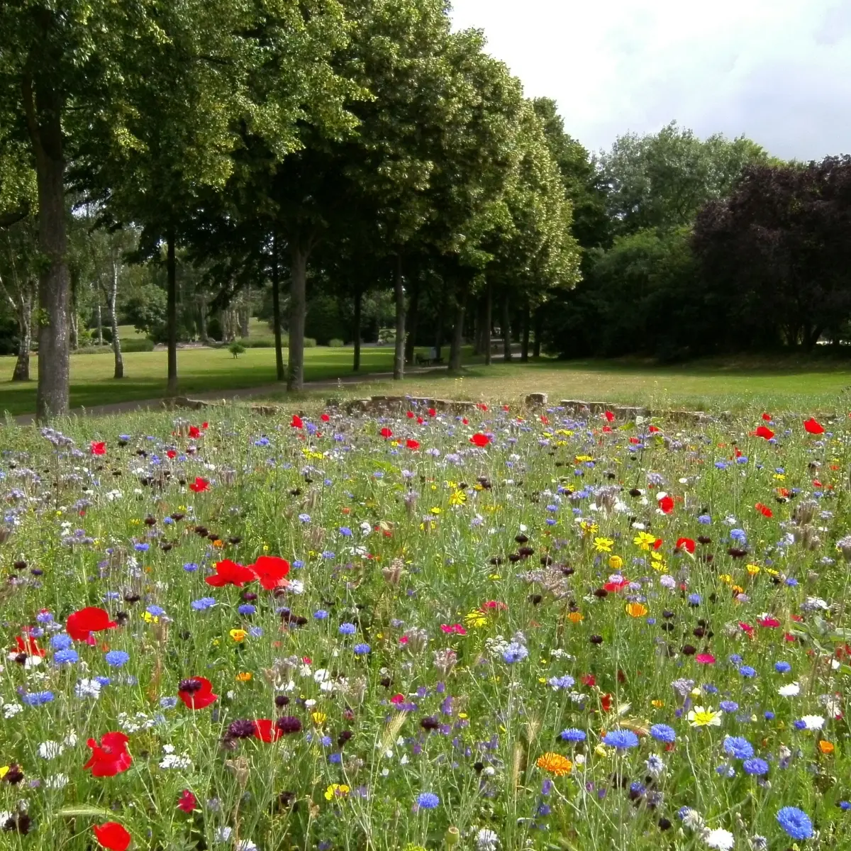 Semer des fleurs
