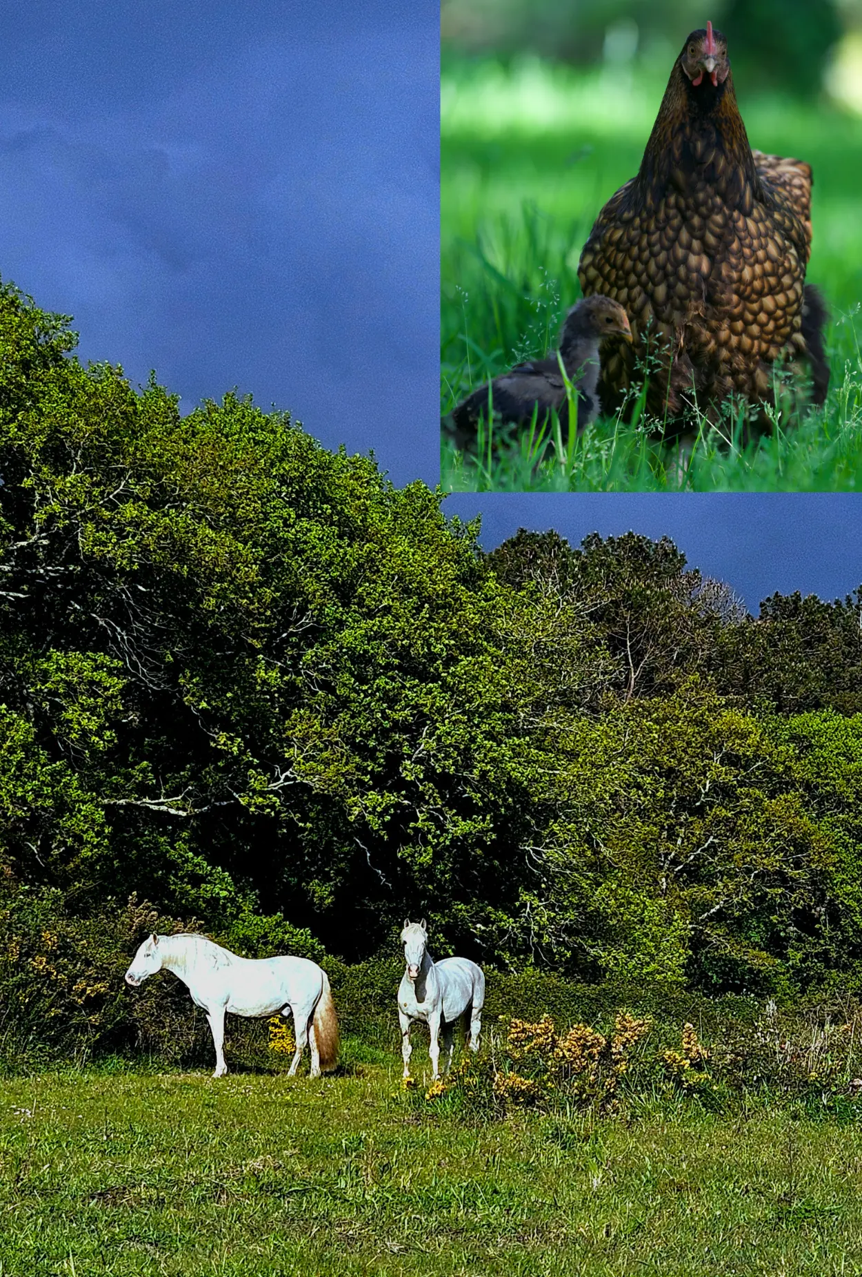 environnement joia