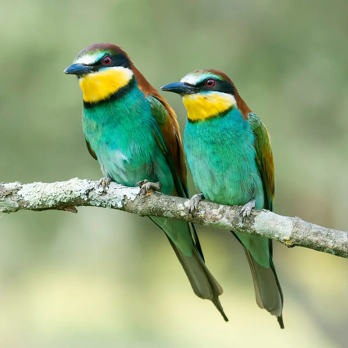 protection des oiseaux