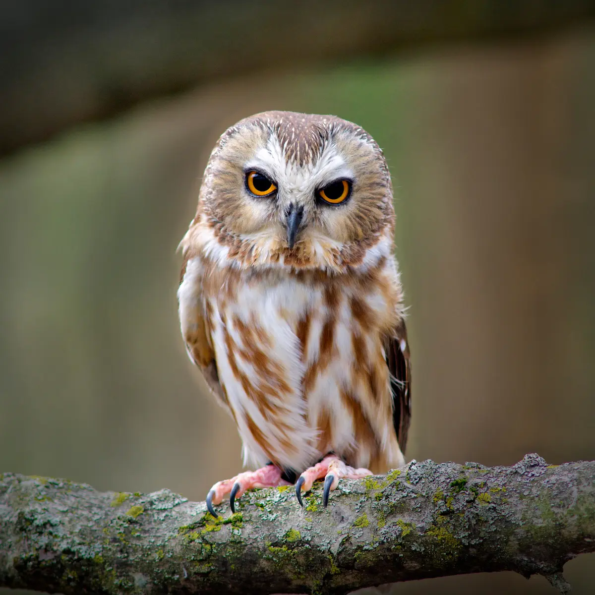 proteger la Faune sauvage LOCALE