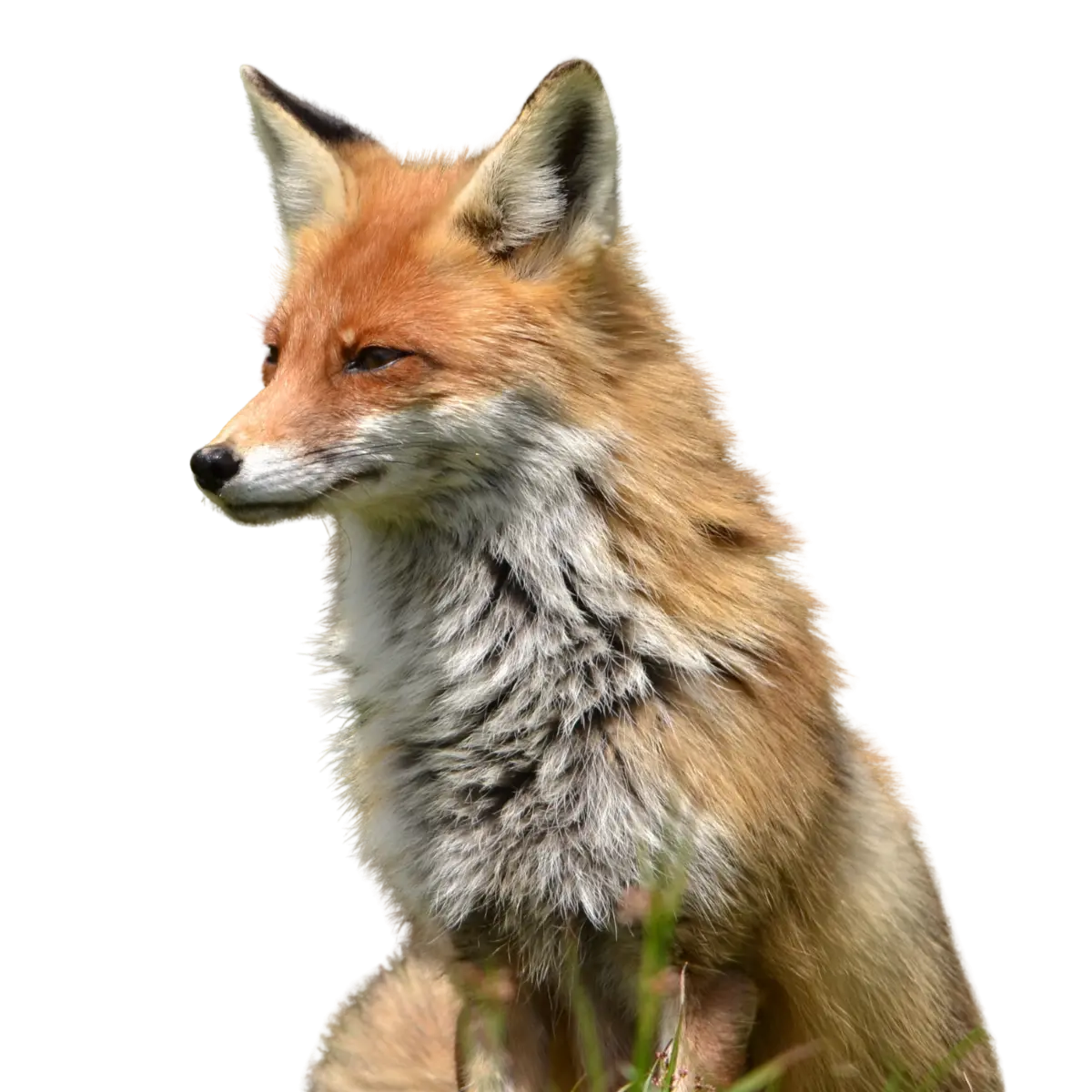 renard